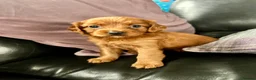 Cavapoo dogs for sale: stunning Cavapoo puppies up for sale  in Egremont - Advert 31