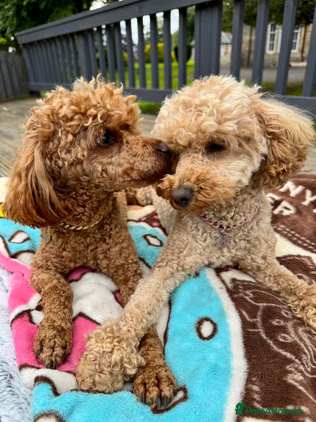 Toy Poodle dogs for sale: KC Registered Toy Poodle Puppies - Image 7