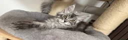 Maine Coon cats for sale: 🐾Three Beautiful Pedigree Maine Coon Boys🐾 - Advert 21
