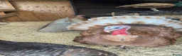 Turkeys poultry for sale: Bourbon Red Turkey Chicks 🦃  - Advert 4