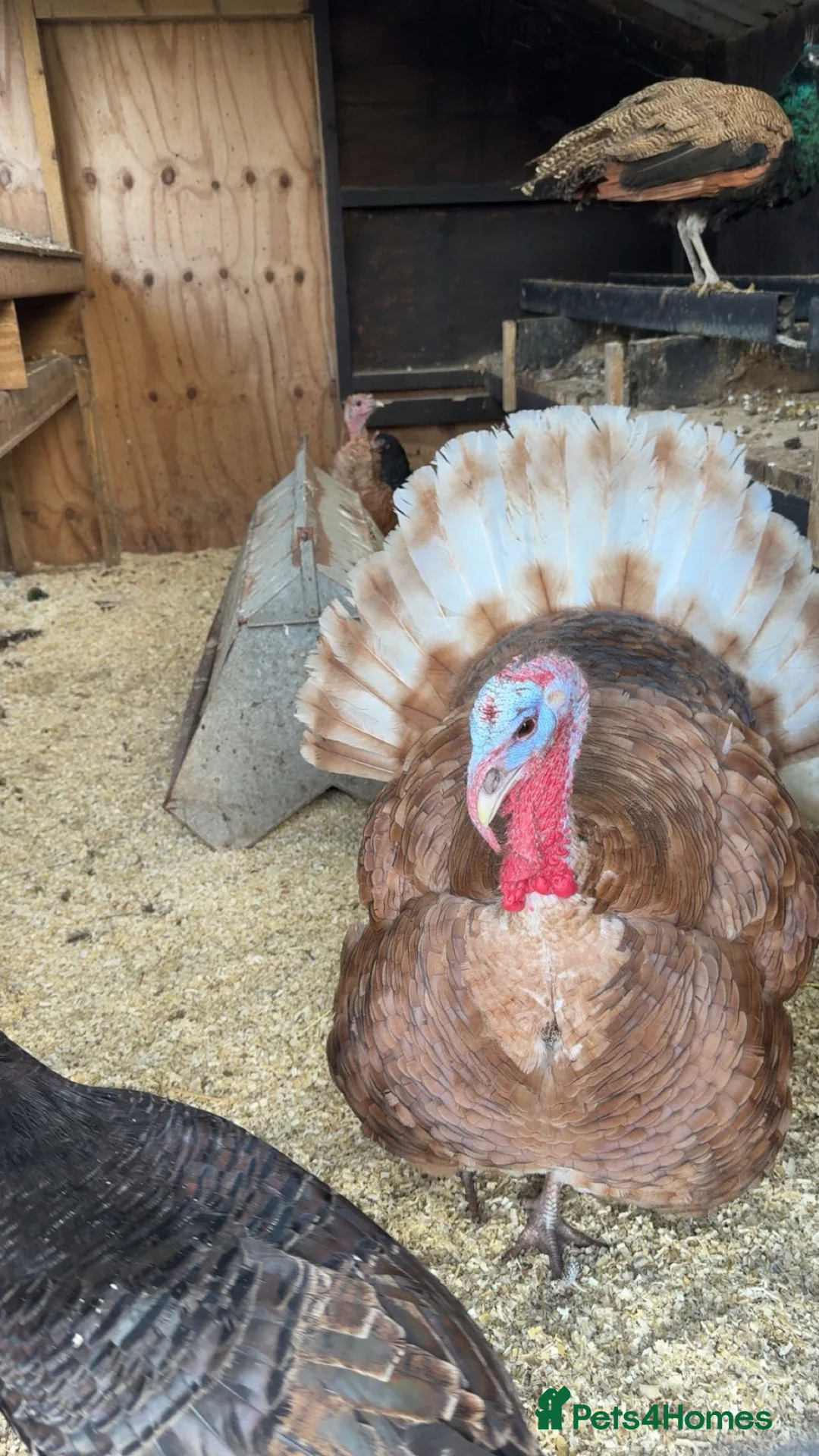 Turkeys poultry for sale: Bourbon Red Turkey Chicks 🦃  - Advert 4