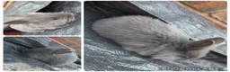 Lionhead rabbits for sale: 8 Double Maned Lionhead Babies - Advert 4
