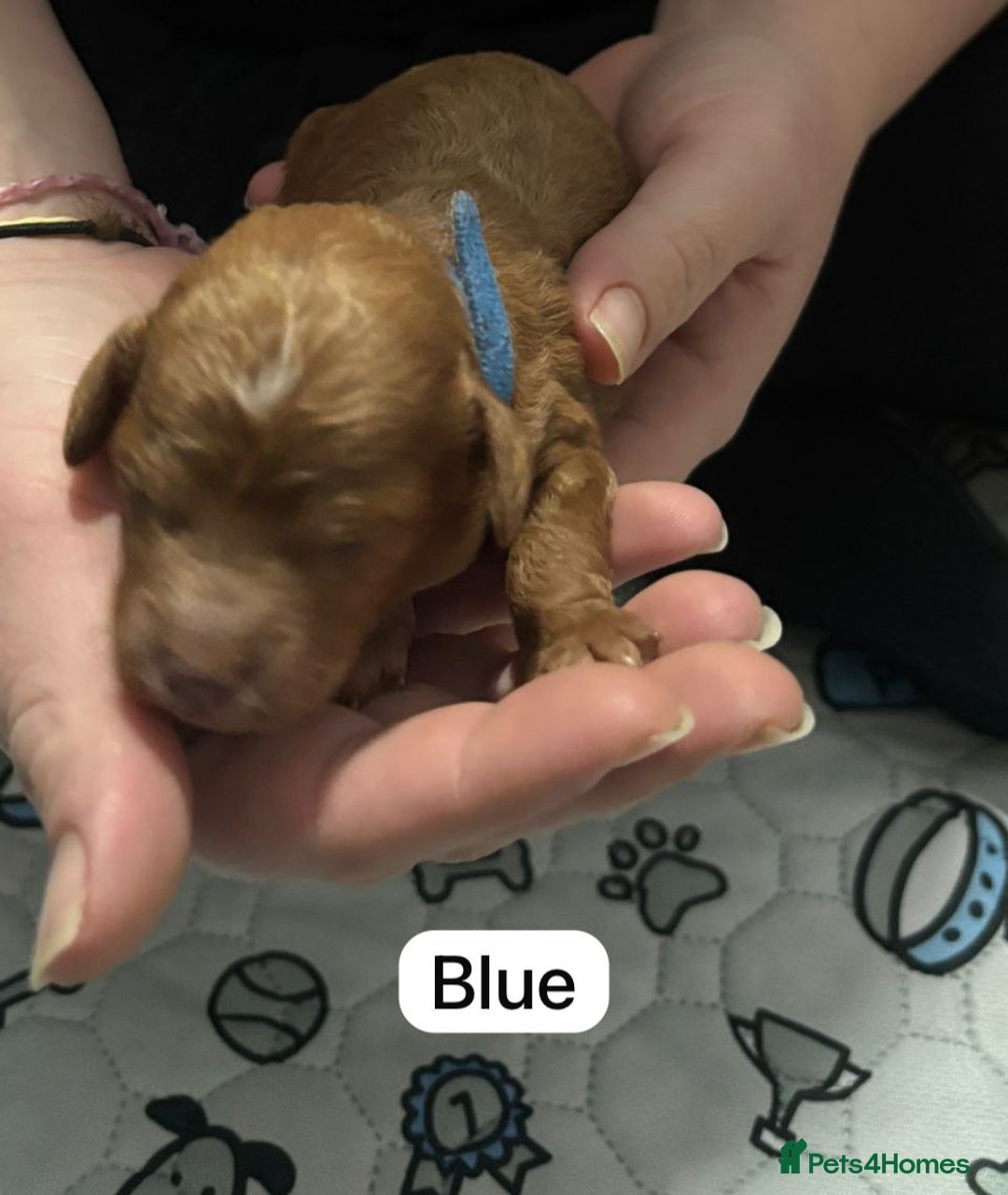 Cockapoo dogs for sale: FOX RED TOY COCKAPOO PUPPIES  - Advert 25