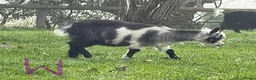 Goats livestock for sale: Pygmy goats - Advert 4