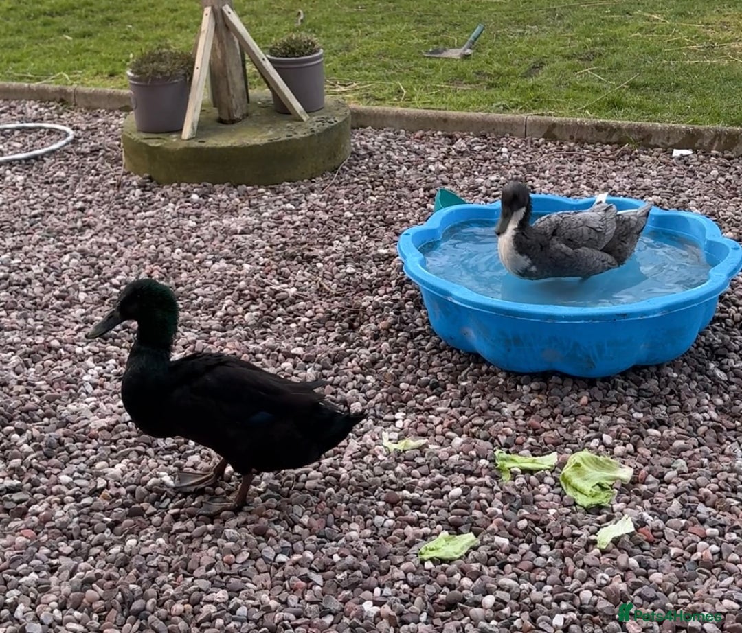Ducks poultry for sale: Pair of runner ducks - Advert 1