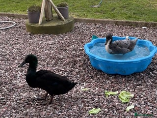 Ducks poultry Pair of runner ducks - Advert 1