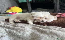 Maltese dogs for sale: Beautiful Maltese puppies  - Image 10