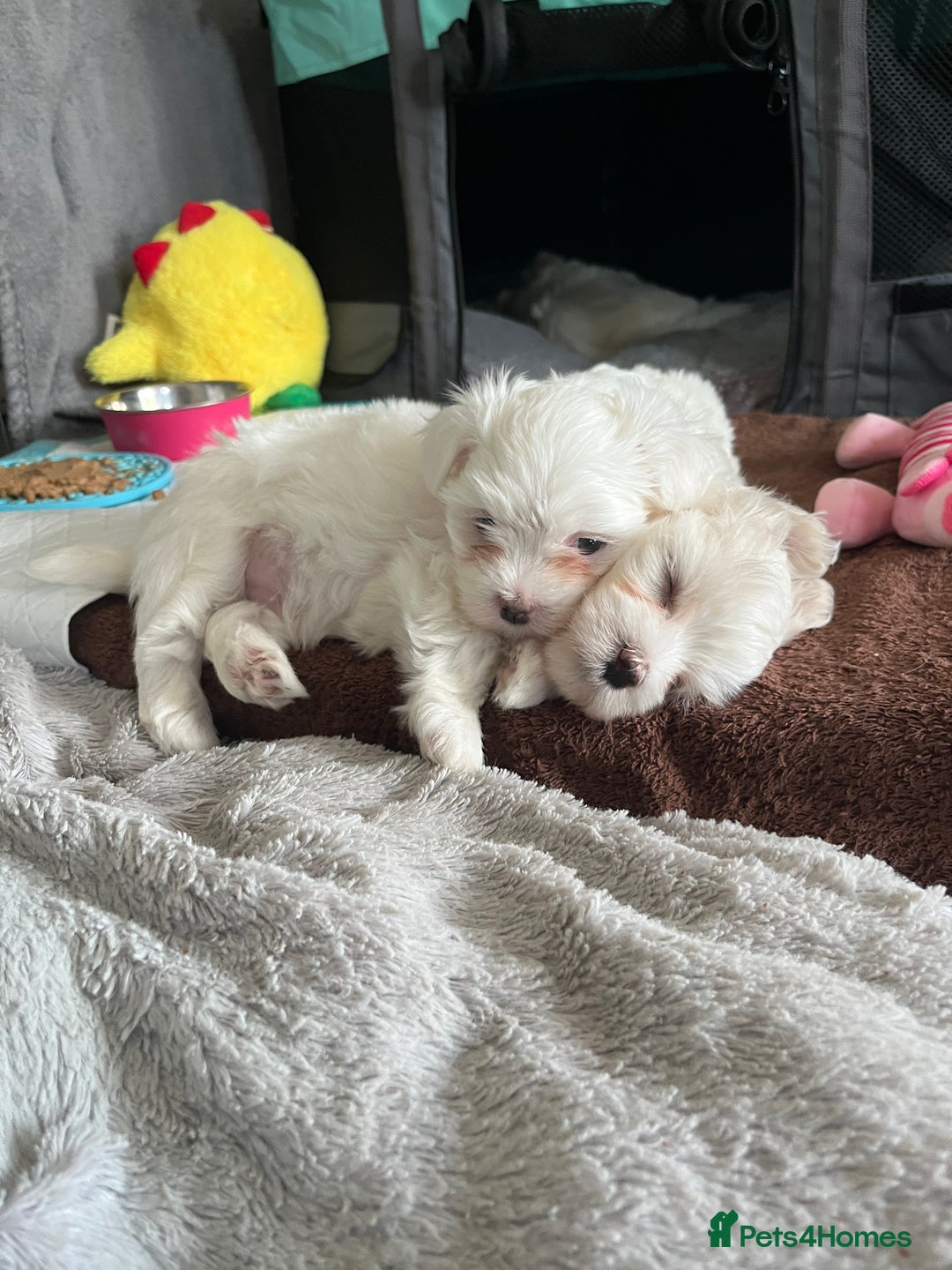 Maltese dogs for sale: Beautiful Maltese puppies  - Image 10