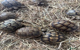 Tortoise reptiles for sale: Tortoise - Advert 3