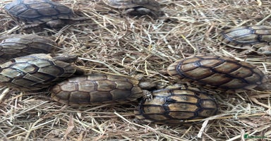 Tortoise reptiles Tortoise - Advert 5