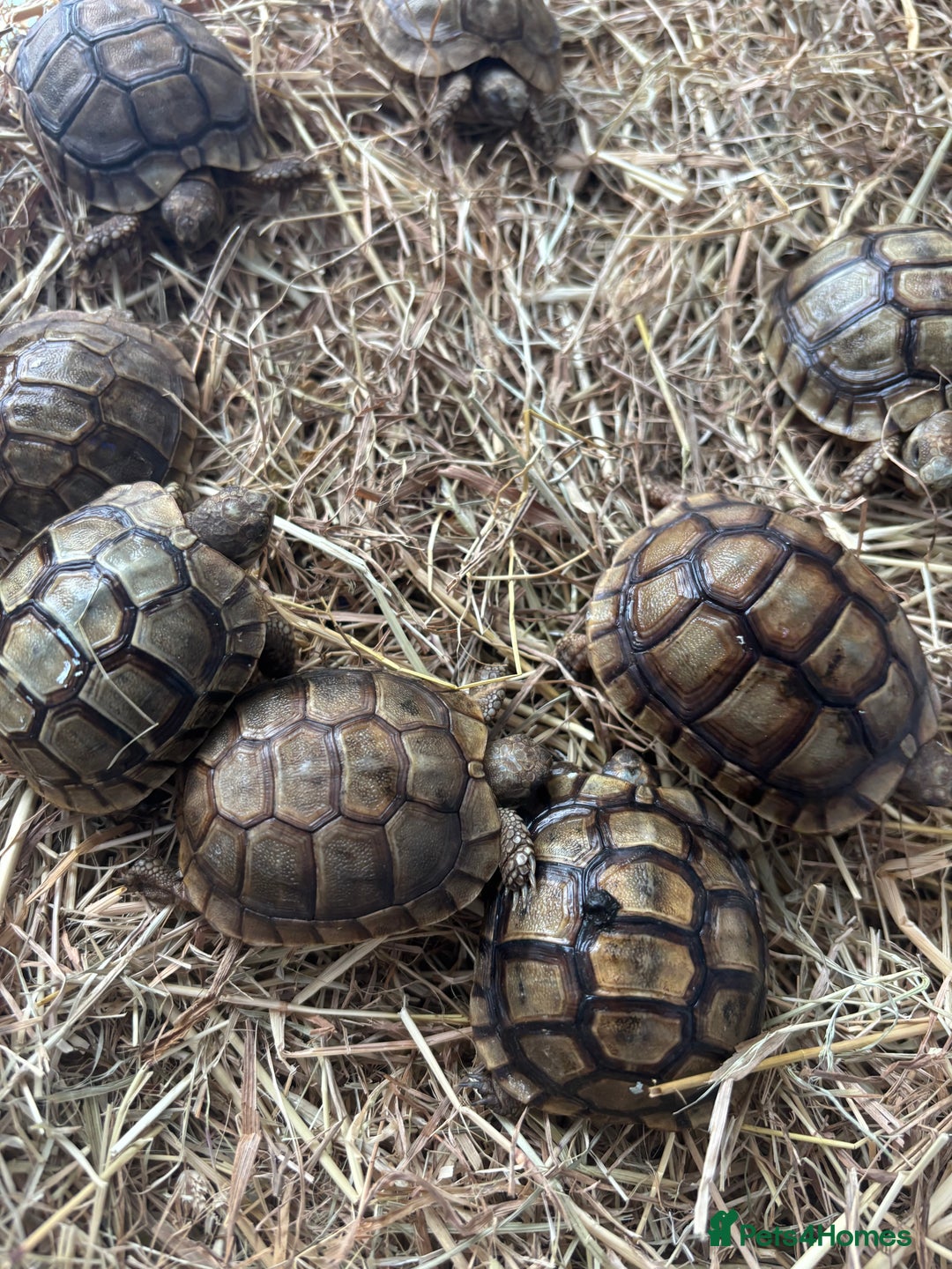 Tortoise reptiles for sale: Tortoise - Advert 3