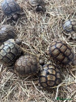 Tortoise reptiles Tortoise - Advert 4