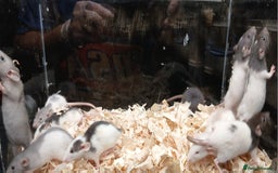 Rat rodents for sale: Baby Dumbo Rats Females  - Image 6