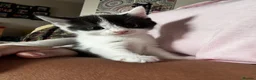 Mixed Breed cats for sale: 🐱 Adorable Black &White Domestic Shorthair Kitten in Swindon - Advert 3