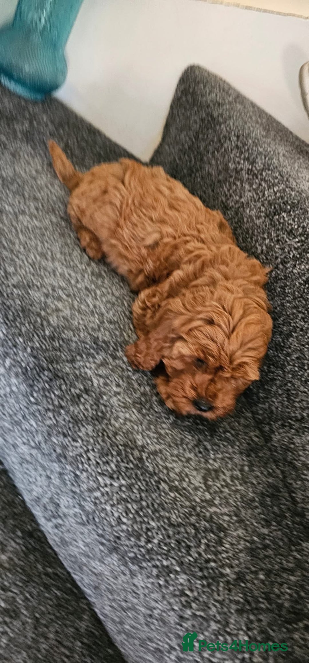 Cockapoo dogs for sale: Beautiful F1 Red Cockapoo Puppies - Image 13