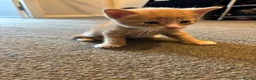 Mixed Breed cats for sale: Ginger male kitten ready to go  - Advert 6