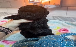 Yorkiepoo dogs for sale: 1 beautiful yorkiepoo ready to leave 🥰🥰 - Image 38