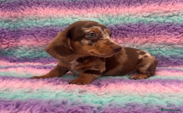 Miniature Dachshund dogs - Advert 11