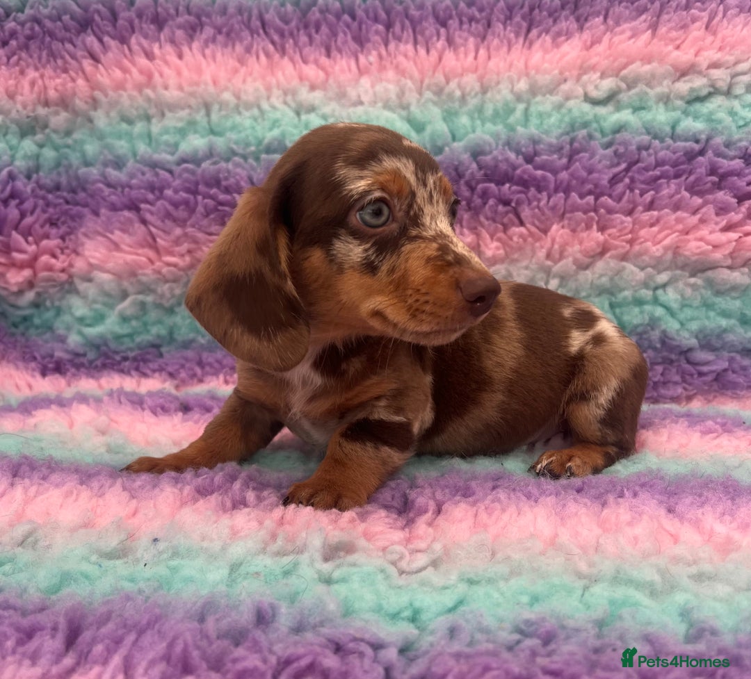Miniature Dachshund dogs for sale: Miniature Dachshund Boys and Girls From £700 - Image 1