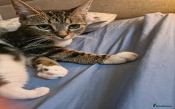 Mixed Breed cats for sale: 🐾 Rory & Charlie – Bengal Mix Boys 🐾 - Image 12