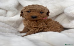 Australian Labradoodle dogs for sale: Mini Australian Labradoodles - Image 6