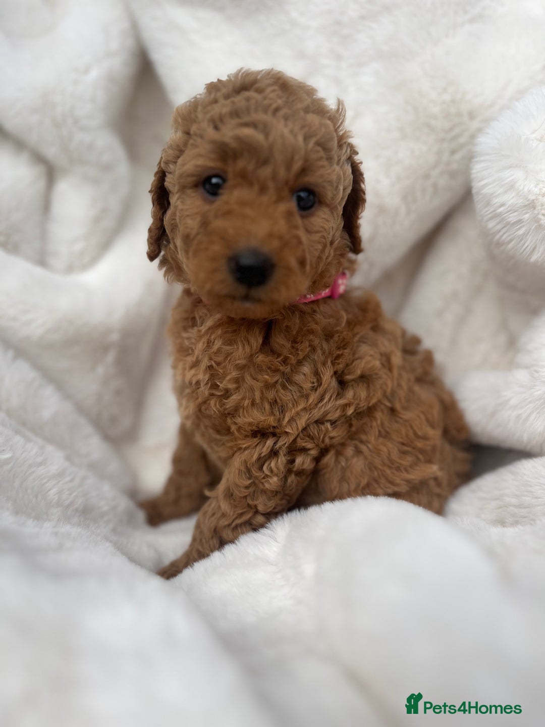 Australian Labradoodle dogs for sale: Mini Australian Labradoodles - Image 6