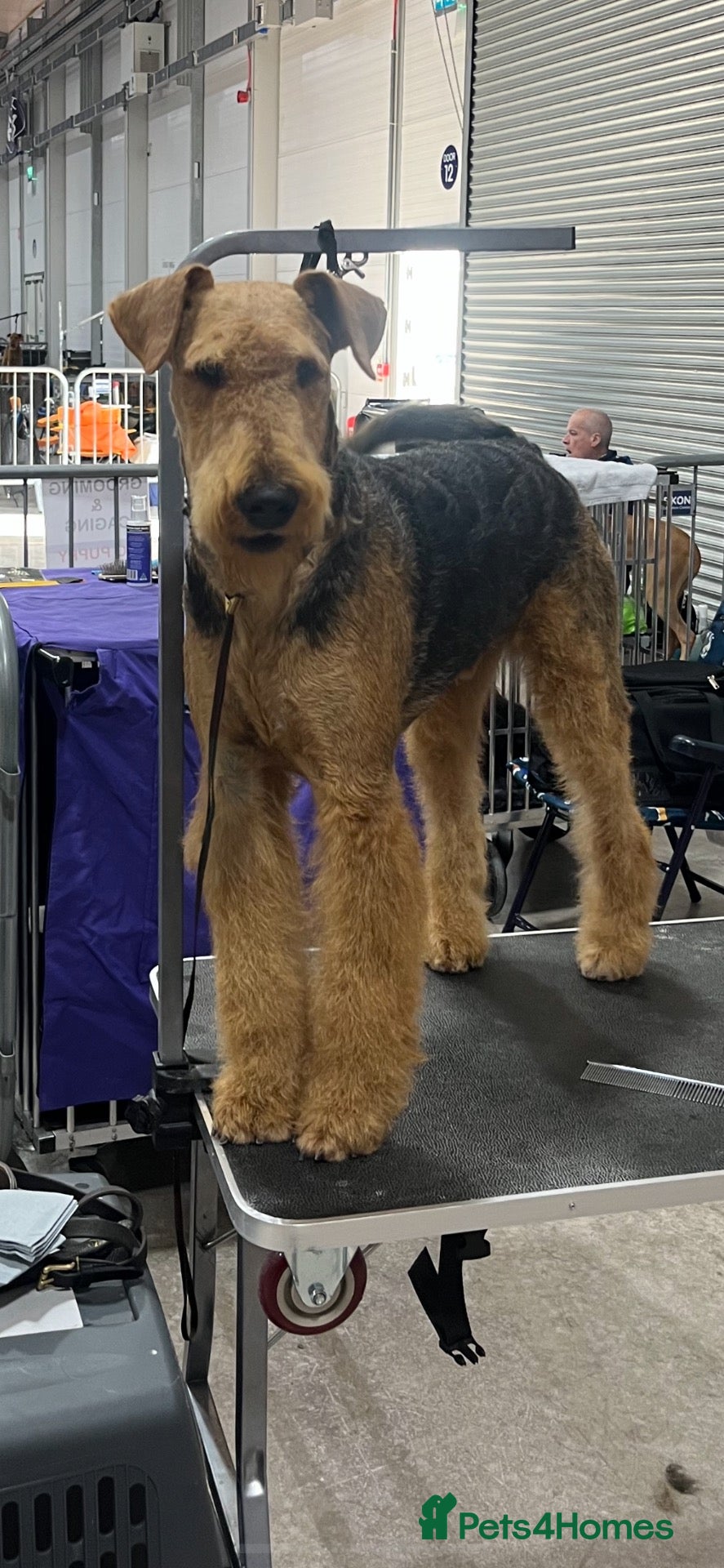 Airedale Terrier dogs Beautiful Airedale terrier puppies  - Advert 17