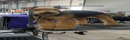 Airedale Terrier dogs for sale: Beautiful Airedale terrier puppies  - Advert 1