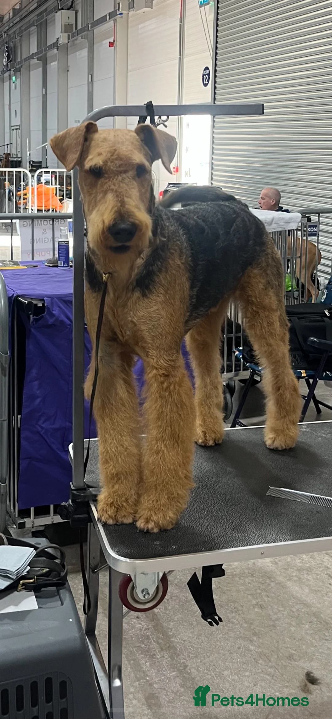 Airedale Terrier dogs for sale: Beautiful Airedale terrier puppies  - Advert 1