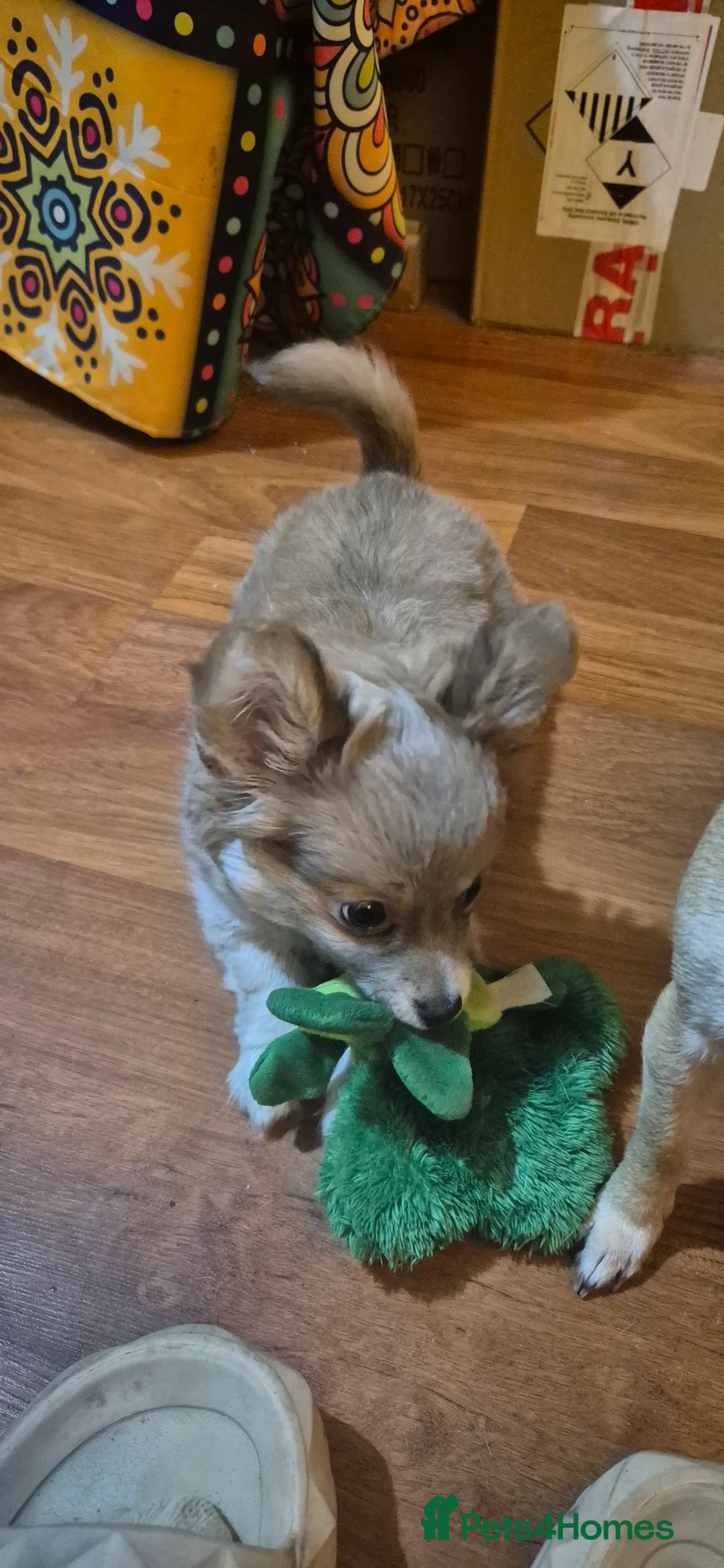 Chihuahua dogs for sale: Gorgeous Pedigree Chi Boy - Advert 13