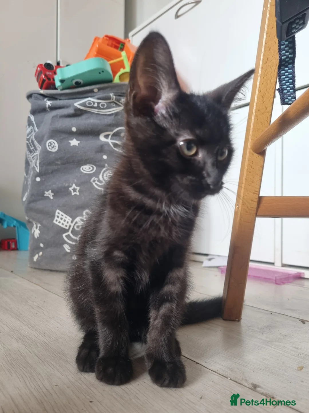 Maine Coon cats for sale: 3 adorable Maine coon girls  - Advert 17