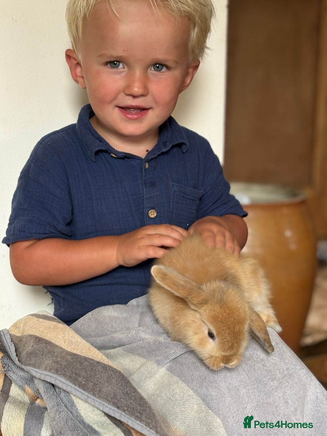 Mini Lop rabbits for sale: Mini lop baby bunnies, very well handled - Advert 7