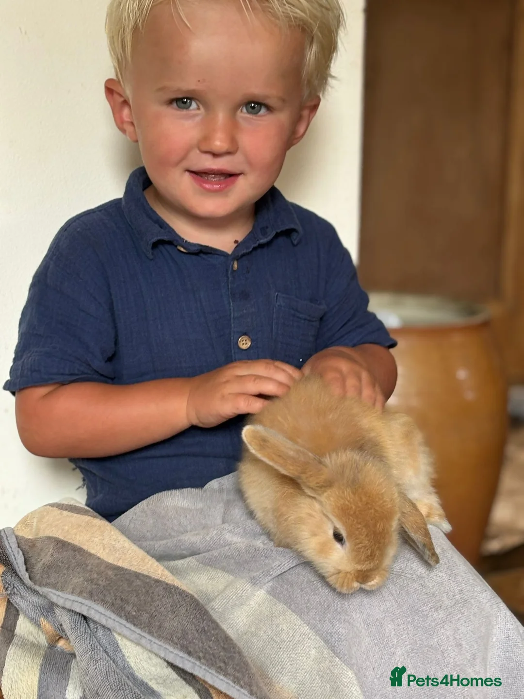 Mini Lop rabbits for sale: Mini lop baby bunnies, very well handled - Advert 7