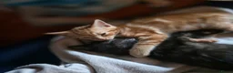 Mixed Breed cats for sale: Beautiful kittens mixed bengal  - Advert 3