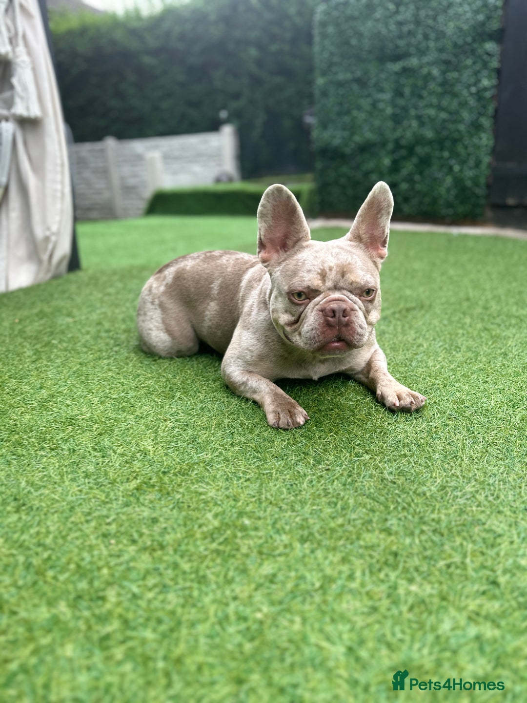 French Bulldog dogs for sale: French bulldgog 3 years old - Image 2