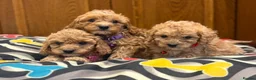 Cavapoo dogs for sale: Beautiful red Cavapoo pups exquisite health lines - Advert 9