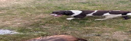 English Springer Spaniel dogs for sale: Beautiful springer spaniel  - Advert 6