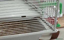 Hamster rodents for sale: Hamster - Image 4