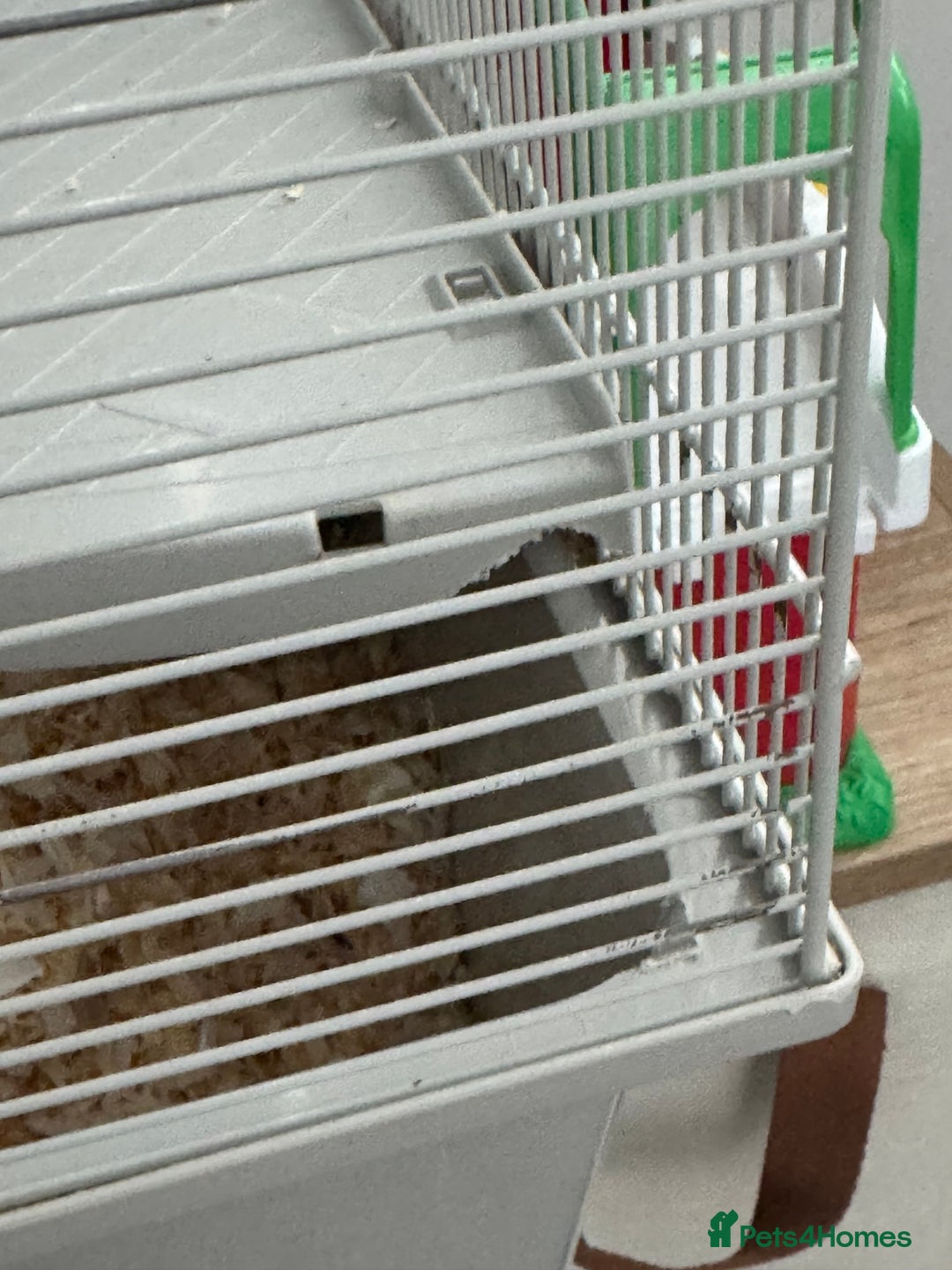 Hamster rodents for sale: Hamster - Image 4