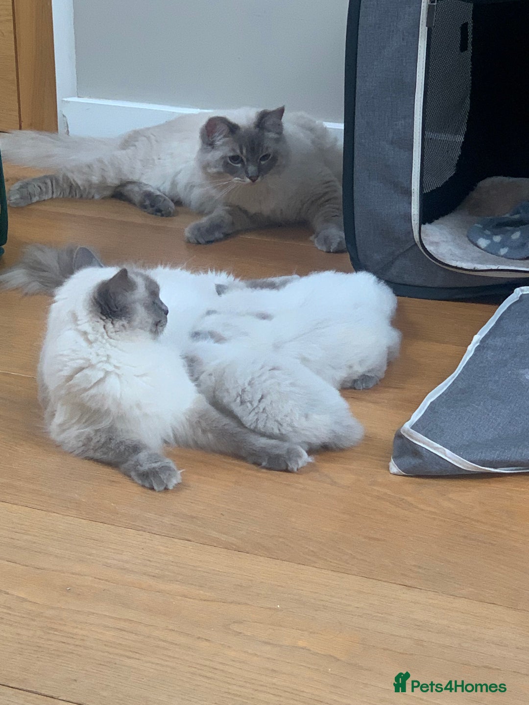 Ragdoll cats for sale: Beautiful Ragdoll kittens looking 4 loving home - Advert 8