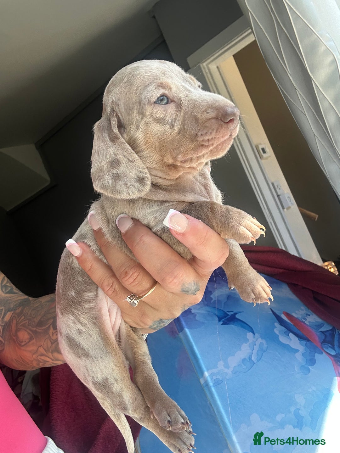 Dachshund dogs for sale: Miniature dachshund  - Advert 15