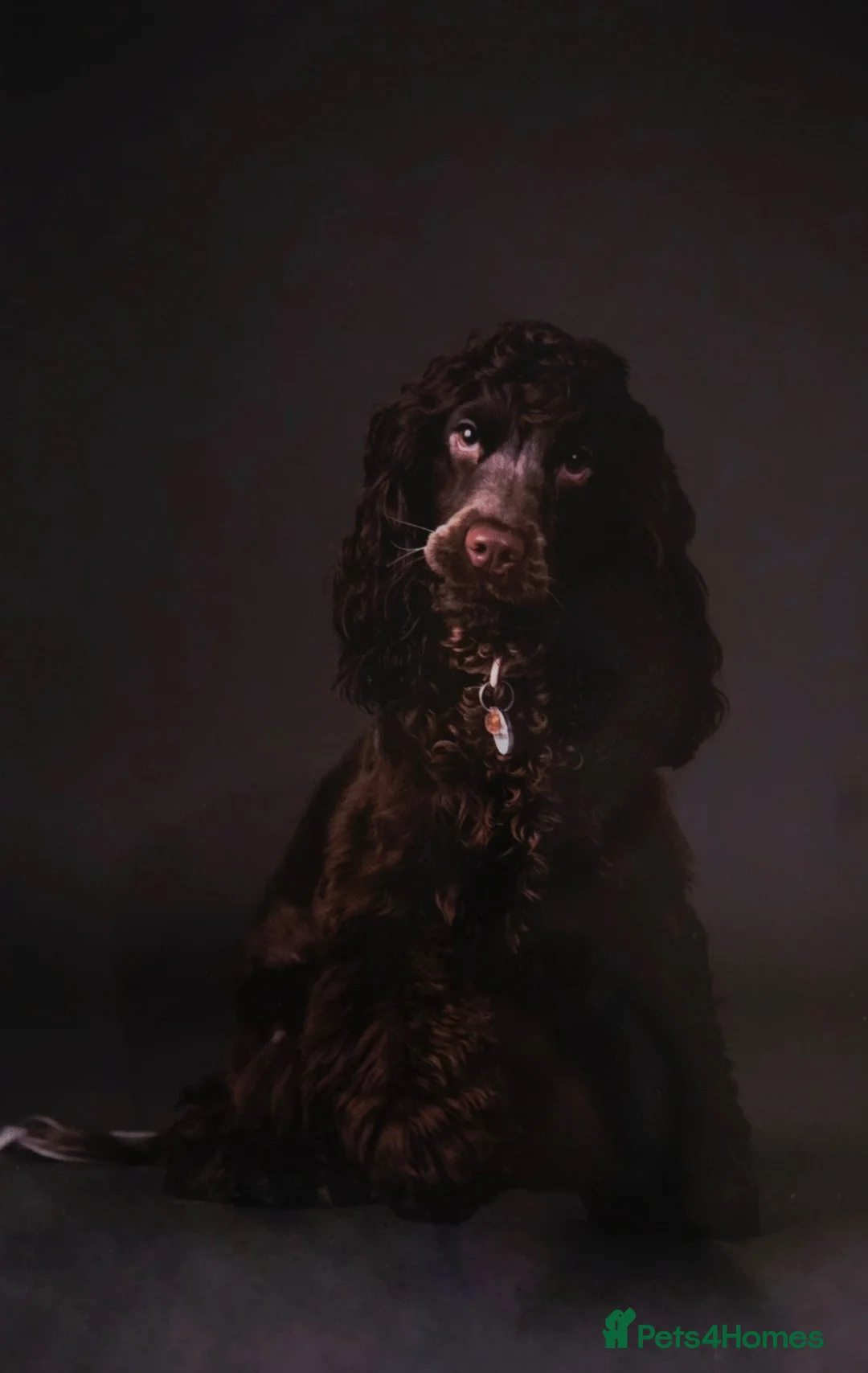 Cocker Spaniel dogs for sale: Spayed Cocker Spaniel  in Barnsley - Advert 8