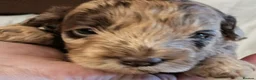 Cockapoo dogs for sale: 3 Beautiful Cockerpoo Puppies - Advert 17