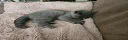 British Shorthair cats for sale: British Shorthair chunky girl - Advert 14