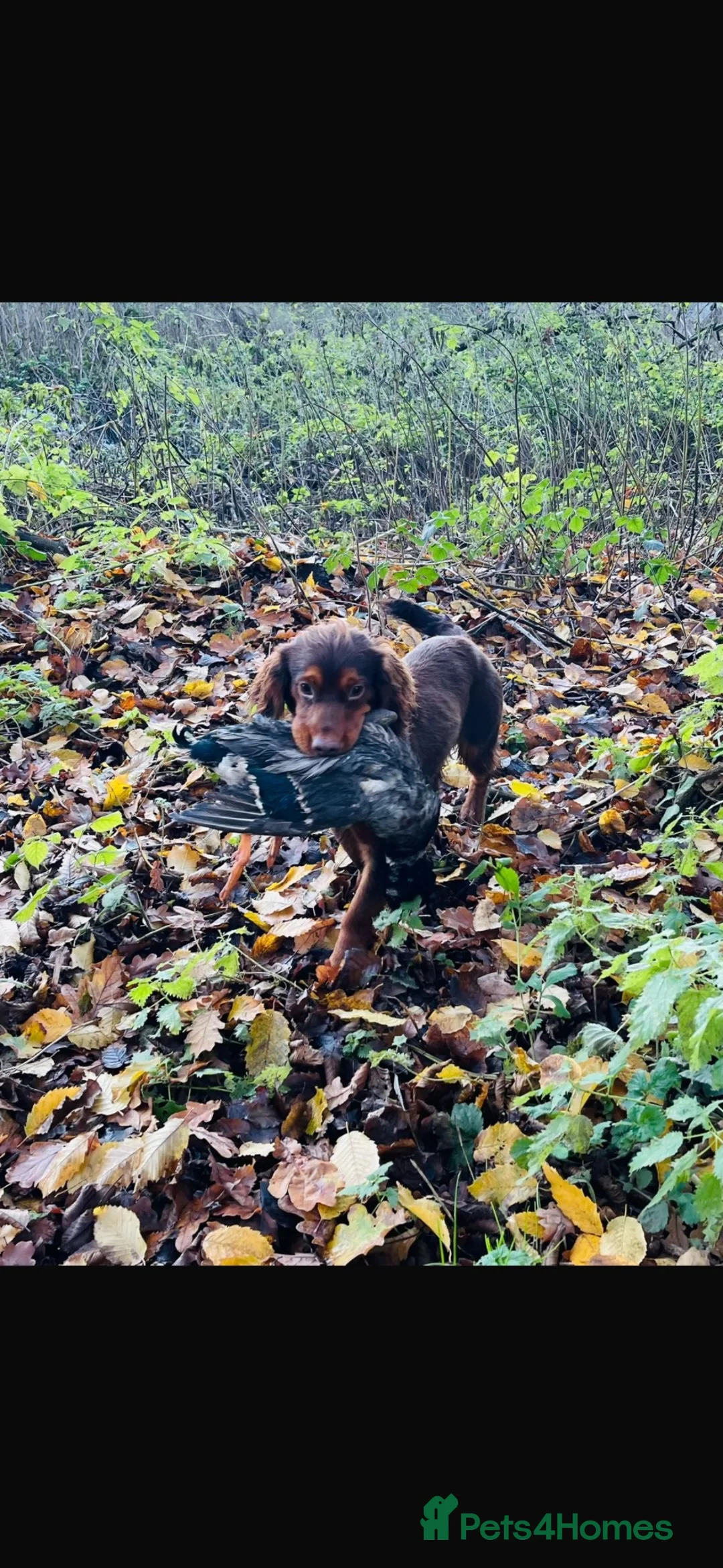 Cocker Spaniel dogs for sale: ** kc registered cocker Spaniel puppies** - Advert 6