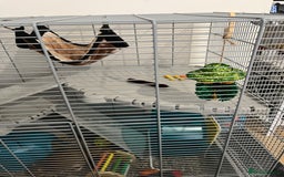 Rat rodents for sale: Two 6 months old male rats - Image 7
