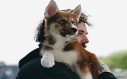 Shepsky dogs for sale: Liebherr The Shepsky - Advert 5