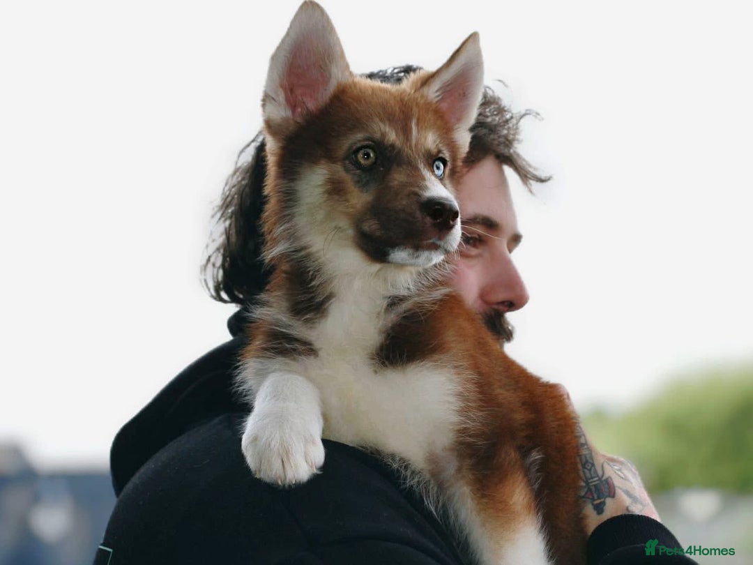 Shepsky dogs for sale: Liebherr The Shepsky - Advert 5