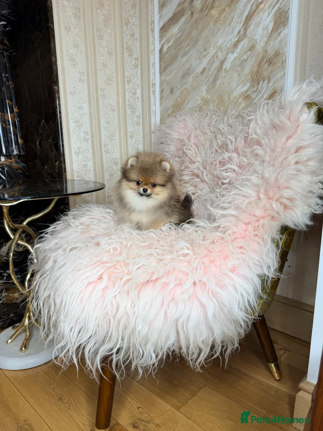 Pomeranian dogs for sale: Orange teddy bear type Pomeranian boy and girl - Advert 25