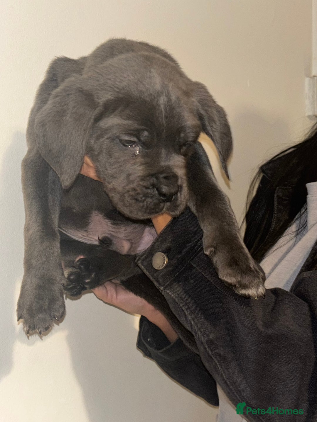 Cane Corso dogs for sale: Cane Corso Puppies **5 Male 2Female Left** - Advert 17